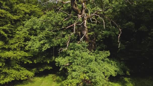 Καλοκαίρι Εναέρια Άποψη Του Breite Oak Reserve Ρουμανία Κλασσικό Δάσος — Αρχείο Βίντεο