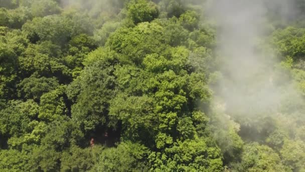 Güneşin Doğuşuyla Sisli Ormanın Üzerinde Yaz Uçuşu — Stok video