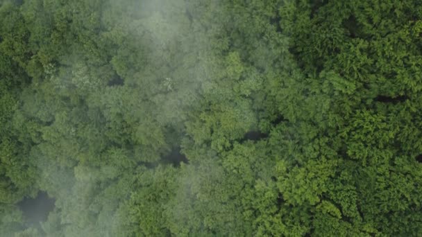 Romanya Nın Breite Oak Reserve Kentinin Yaz Havası Manzarası Sighisoara — Stok video