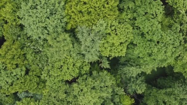 Güneşin Doğuşuyla Sisli Ormanın Üzerinde Yaz Uçuşu — Stok video