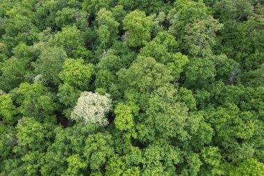 Baharda, yeşil ormanın üzerindeki hava manzarası.