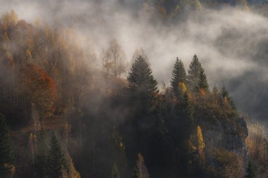 Romanya kırsalında sonbahar sisli manzarası