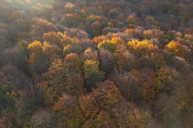 Renkli ormanın gökyüzü manzarası, gün doğumunda.