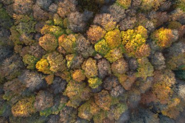 Renkli ormanın gökyüzü manzarası, gün doğumunda.