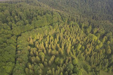 Yeşil ormanın üzerindeki yaz manzarası