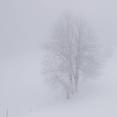 Winter landscape of the frozen forest in the mountains