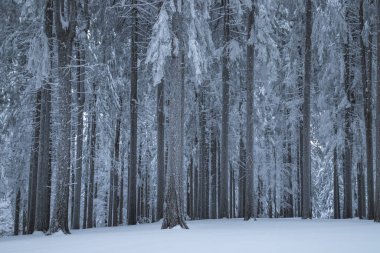Winter landscape of the frozen forest in the mountains