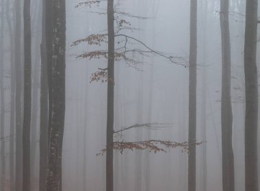 Morning landscape of a misty forest
