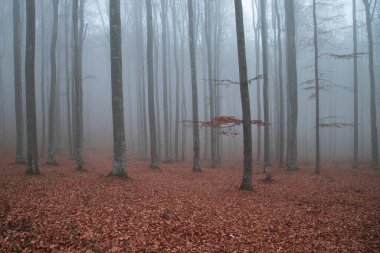 Morning landscape of a misty forest