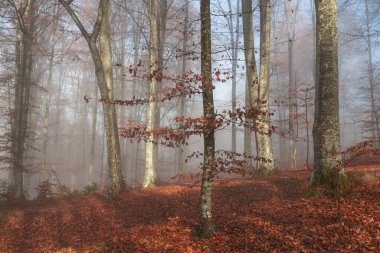 Morning landscape of a misty forest