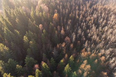 Aerial shot over the colorful forest, in autumn
