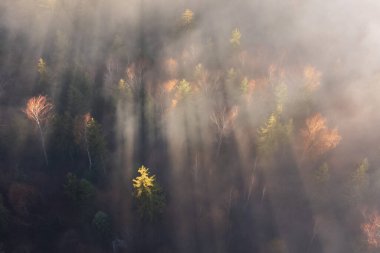 Aerial shot over the colorful forest, in autumn