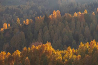 Renkli ormanın sonbahar hava manzarası. Ormanın yukarısındaki dağların manzarası.