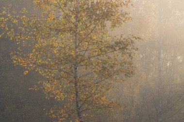 Romanya 'nın Covasna ilçesindeki Reci köyünde sabah ışığında huş ağaçlarının sonbahar manzarası