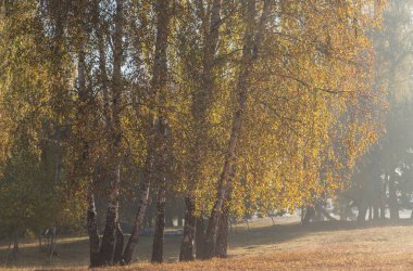 Romanya 'nın Covasna ilçesindeki Reci köyünde sabah ışığında huş ağaçlarının sonbahar manzarası