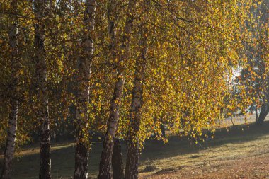 Romanya 'nın Covasna ilçesindeki Reci köyünde sabah ışığında huş ağaçlarının sonbahar manzarası