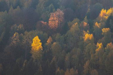 Renkli ormanın sonbahar hava manzarası. Ormanın yukarısındaki dağların manzarası.