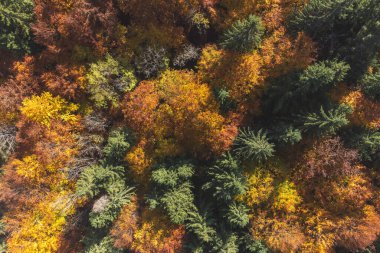 Renkli ormanın sonbahar hava manzarası. Ormanın yukarısındaki dağların manzarası.