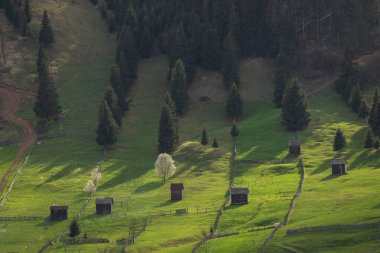 Bucovina - Romanya 'nın dağlık kesiminde çiçek açan ağaçlarla dolu ilkbahar manzarası. Gün batımında açan kirazlar güzel yeşil bir tepenin üzerinde