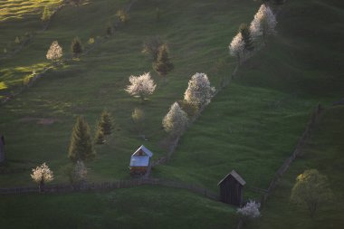 Bucovina - Romanya 'nın dağlık kesiminde çiçek açan ağaçlarla dolu ilkbahar manzarası. Gün batımında açan kirazlar güzel yeşil bir tepenin üzerinde