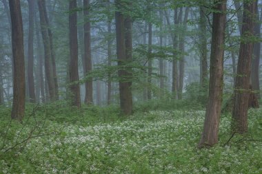 Transilvanya 'da açmakta olan yabani sarımsak dolu ormanın bahar manzarası