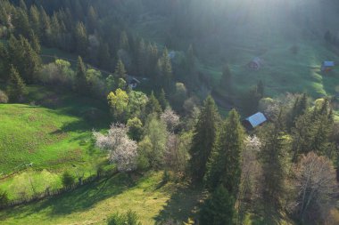 Bucovina 'da çiçek açan ağaçlı yeşil tepeler. Romanya 'nın dağlık bölgesinde çiçek açan kirazlarla ilkbahar manzarası