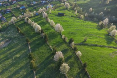 Bucovina 'da çiçek açan ağaçlı yeşil tepeler. Romanya 'nın dağlık bölgesinde çiçek açan kirazlarla ilkbahar manzarası