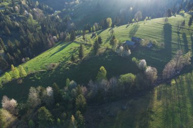 Bucovina 'da çiçek açan ağaçlı yeşil tepeler. Romanya 'nın dağlık bölgesinde çiçek açan kirazlarla ilkbahar manzarası