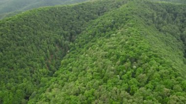 Yeşil ormanın üzerindeki ilkbahar hava manzarası