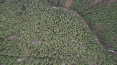 Romanya 'nın Sibiu kenti yakınlarındaki Karpat Dağları' ndaki yeşil ormanın üzerindeki hava manzarası. Paltinis bölgesindeki vadinin üzerindeki erken bahar manzarası, Cindrel Dağları
