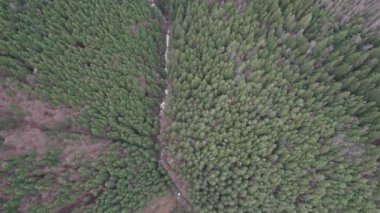 Romanya 'nın Sibiu kenti yakınlarındaki Karpat Dağları' ndaki yeşil ormanın üzerindeki hava manzarası. Paltinis bölgesindeki vadinin üzerindeki erken bahar manzarası, Cindrel Dağları