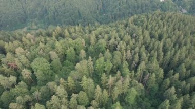 Yeşil çam ağaçlarının üzerindeki hava manzarası