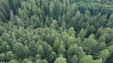 Yeşil çam ağaçlarının üzerindeki hava manzarası