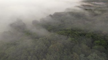 Transilvanica Ormanı 'nın yukarısındaki hava sahnesi. Yeşil meşe ağaçlarının üzerindeki sisli manzara