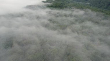 Transilvanica Ormanı 'nın yukarısındaki hava sahnesi. Yeşil meşe ağaçlarının üzerindeki sisli manzara