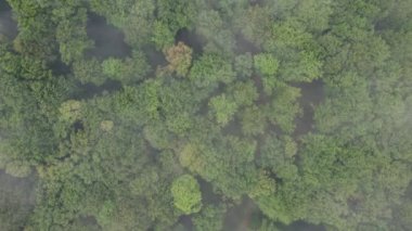 Transilvanica Ormanı 'nın yukarısındaki hava sahnesi. Yeşil meşe ağaçlarının üzerindeki sisli manzara