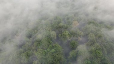 Transilvanica Ormanı 'nın yukarısındaki hava sahnesi. Yeşil meşe ağaçlarının üzerindeki sisli manzara