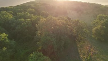 Romanya 'daki Via Transilvanica patikasındaki antik meşe ağaçlarının hava manzarası