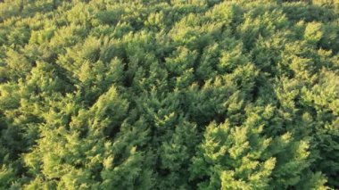 Romanya 'daki Via Transilvanica patikasındaki antik meşe ağaçlarının hava manzarası