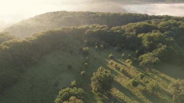 Romanya 'daki Via Transilvanica patikasındaki antik meşe ağaçlarının hava manzarası