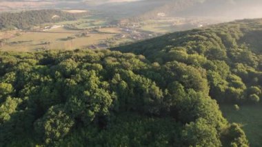 Romanya 'daki Via Transilvanica patikasındaki antik meşe ağaçlarının hava manzarası