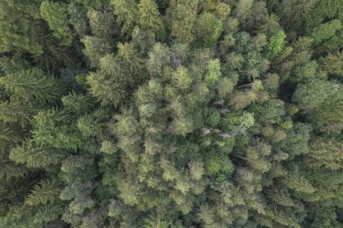Yeşil çam ağaçlarının üzerindeki hava manzarası