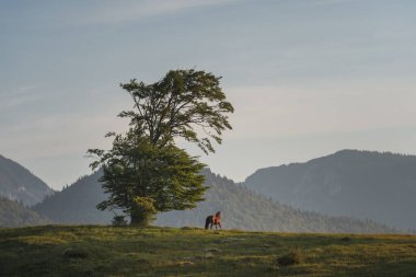 Gündoğumunda Transilvanya Atı Altında Sabah Işığı Romanya 'nın Kırsal Bölgesinde Yaz Alanı
