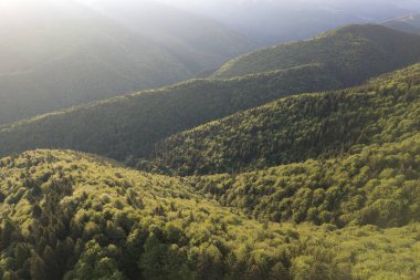 Karpat Dağları 'ndaki yeşil ormanın üzerindeki hava manzarası.