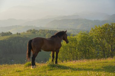 Gündoğumunda Transilvanya Atı Altında Sabah Işığı Romanya 'nın Kırsal Bölgesinde Yaz Alanı
