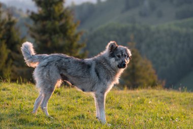 Gündoğumunda Karpatyalı bir çoban köpeğinin yaz manzarası