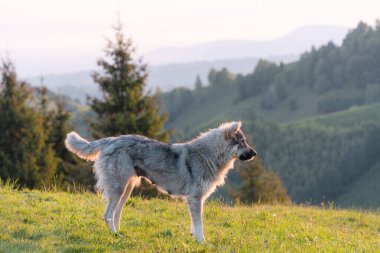 Gündoğumunda Karpatyalı bir çoban köpeğinin yaz manzarası