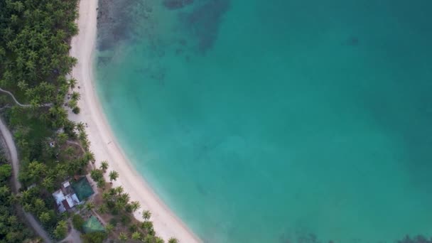 Videoclip Drone Aeriene Frumoasa Plajă Albă Palmieri Mari Apă Albastră — Videoclip de stoc