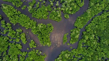 Filipinler 'de gün batımında bir adada canlı yeşil mangrovların ve kristal berrak suyun 4K Hava Aracı videosu