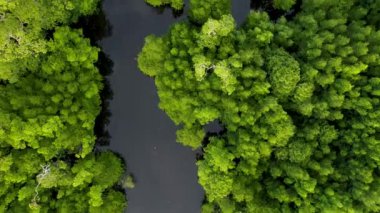 Filipinler 'de gün batımında bir adada canlı yeşil mangrovların ve kristal berrak suyun 4K Hava Aracı videosu